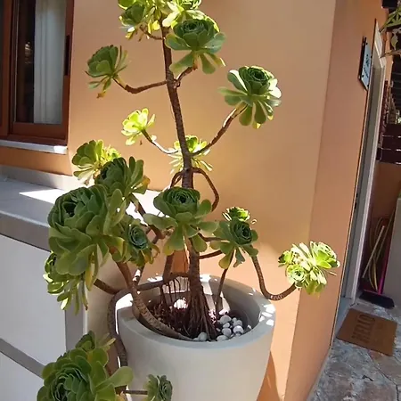 βeιιa Apartamento
